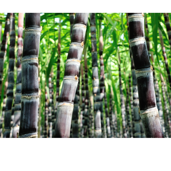 Sugarcane Collection